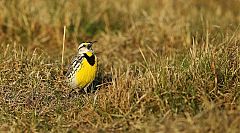 Eastern Meadowlark